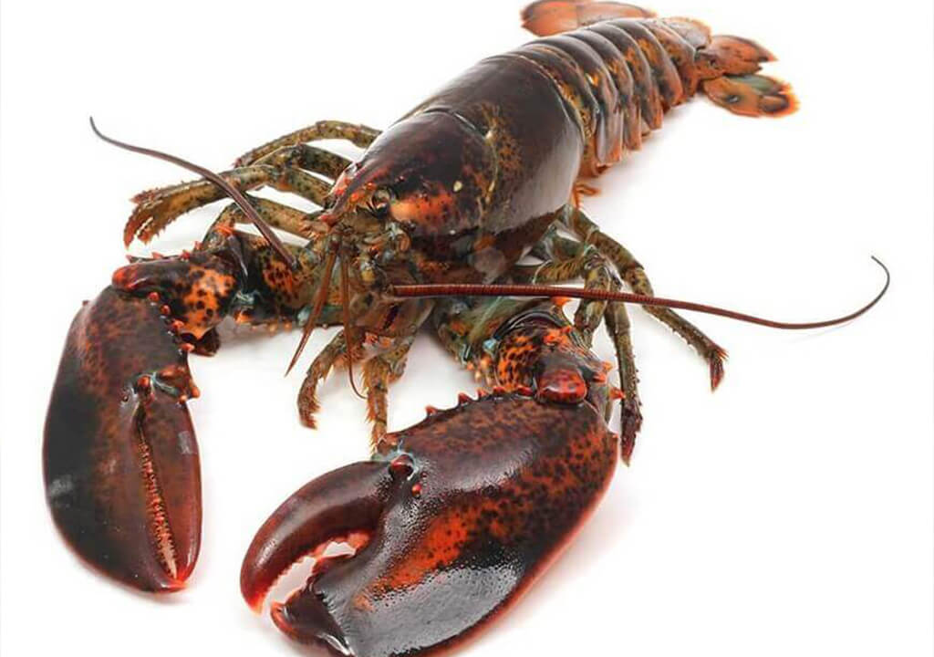 abakus-sea-products-1